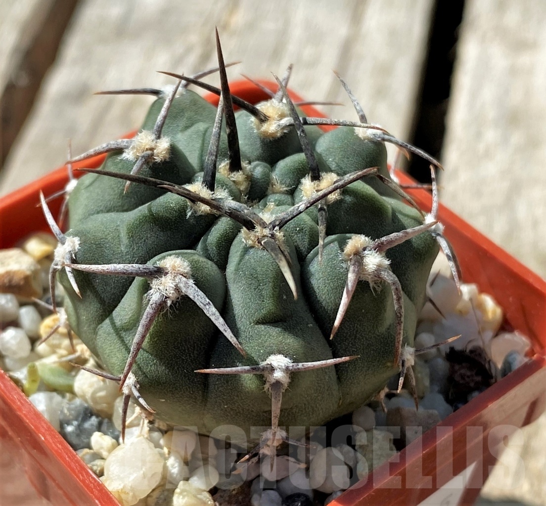 SHPR11865 Gymnocalycium vatteri Black spines