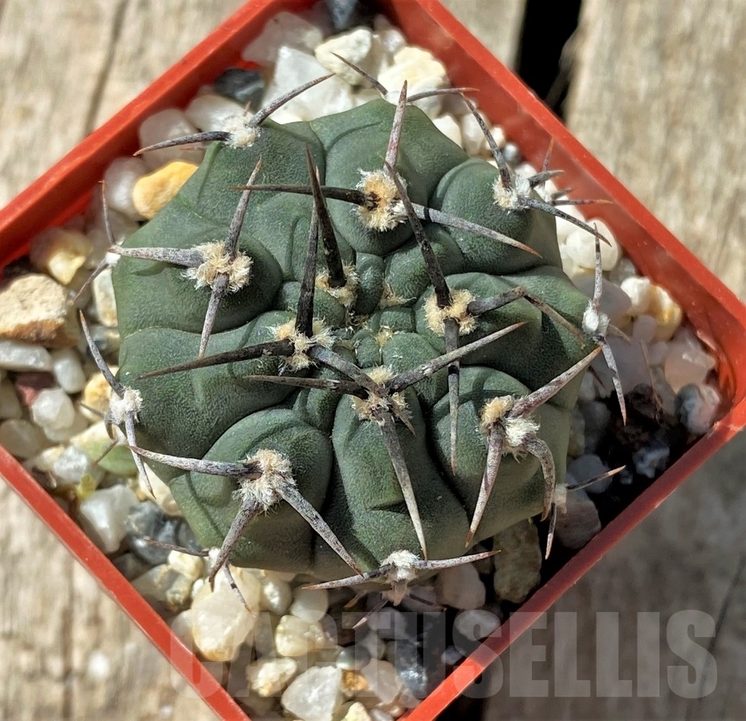 SHPR11865 Gymnocalycium vatteri Black spines - Obrázek 2