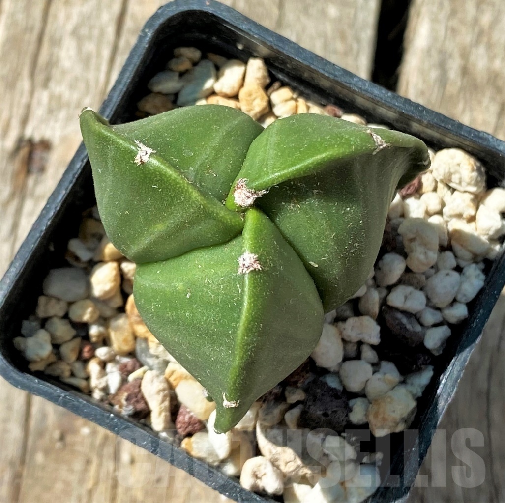 SHPR11866 Astrophytum myriostigma v. tricostatum f. nudum