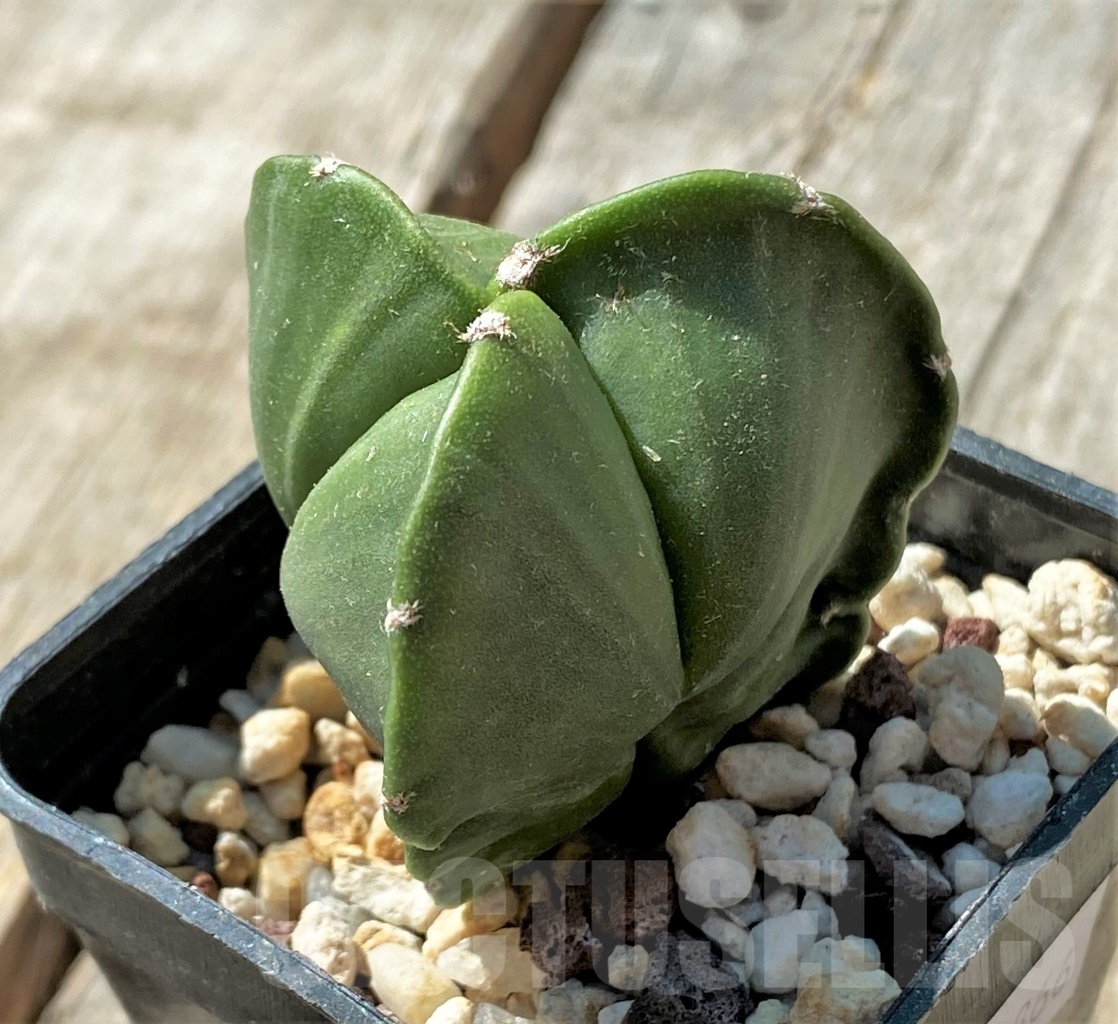 SHPR11866 Astrophytum myriostigma v. tricostatum f. nudum - Obrázek 2