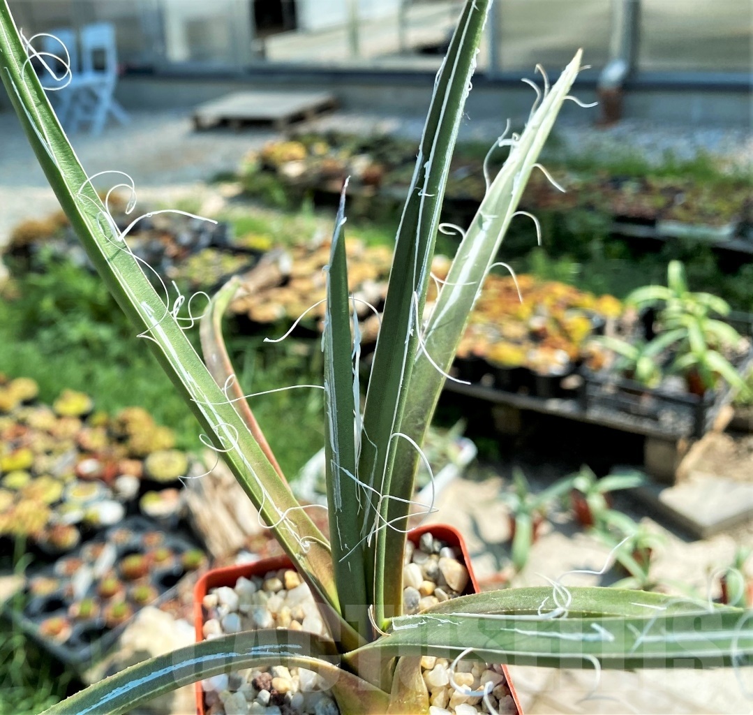 SHPR2340 Agave densiflora