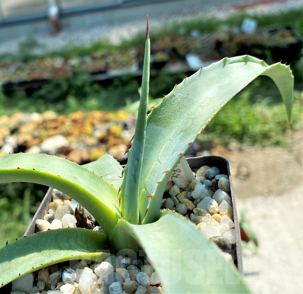 SHPR2341 Agave chrysantha