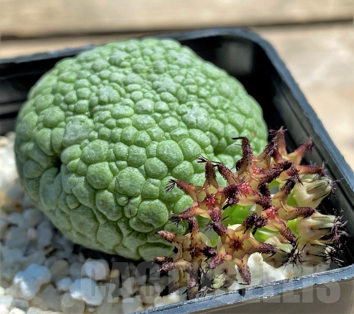 SHPR11130 Pseudolithos migiurtinus