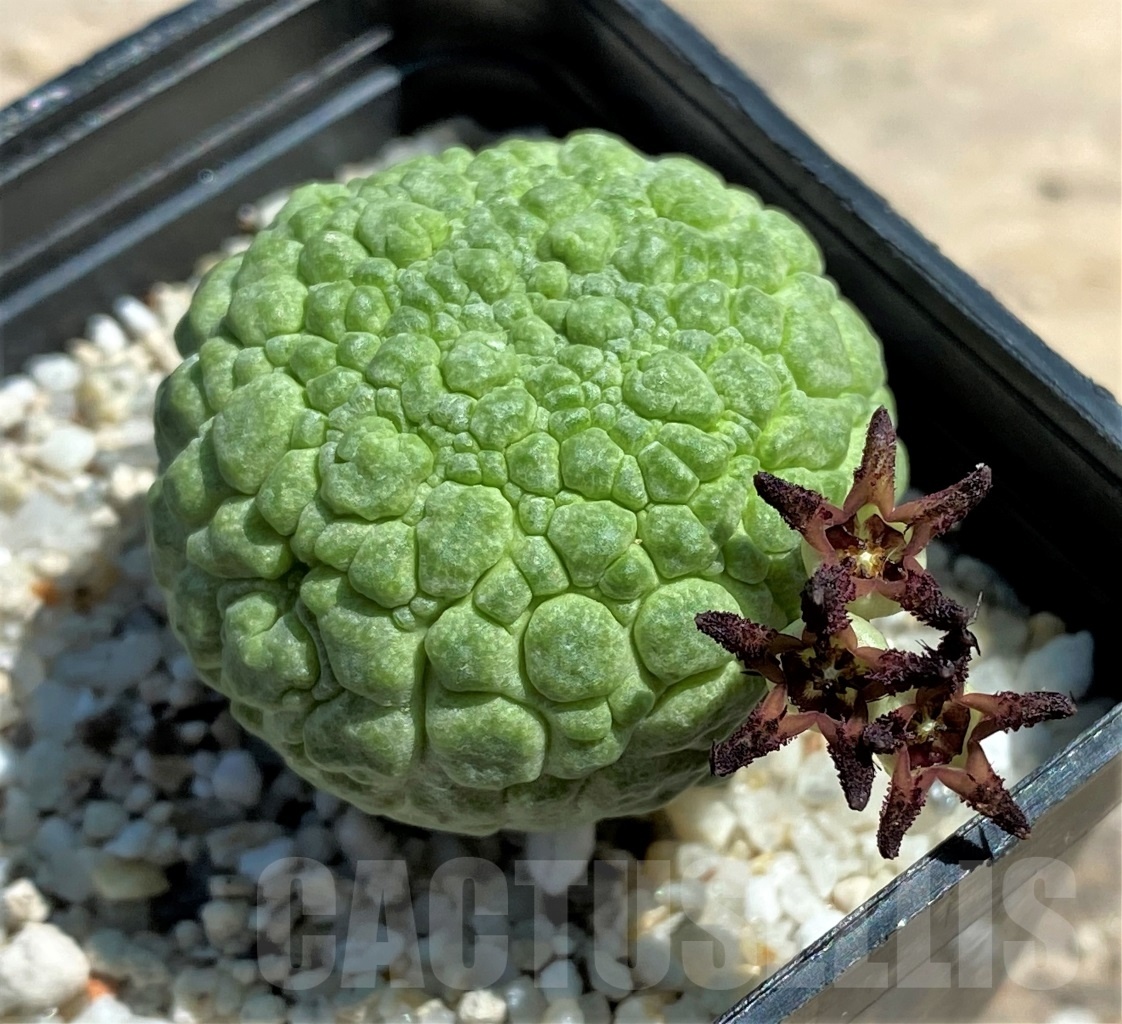 SHPR11130 Pseudolithos migiurtinus - Image 5