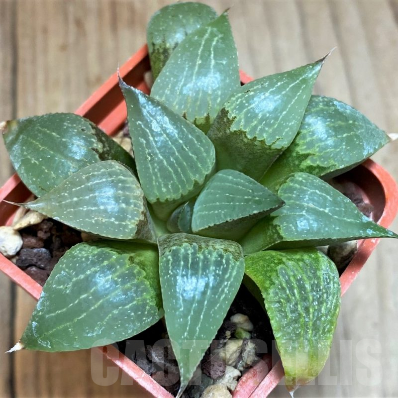 SH3369 Haworthia comptoniana