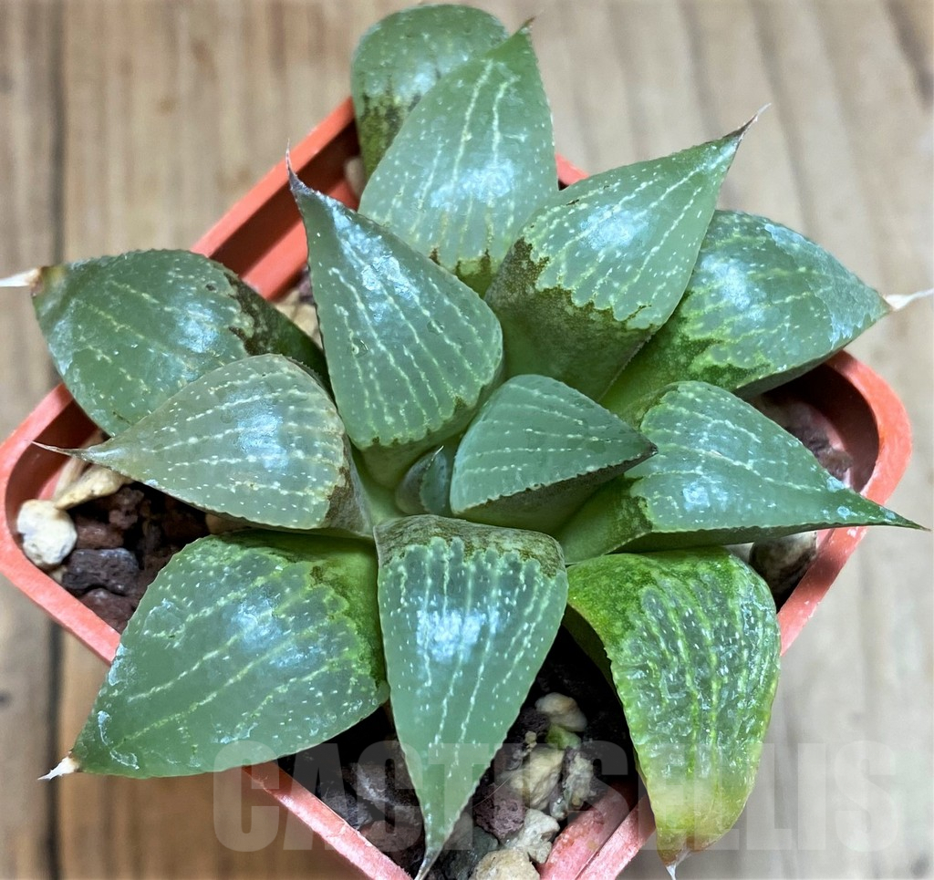SH3369 Haworthia comptoniana