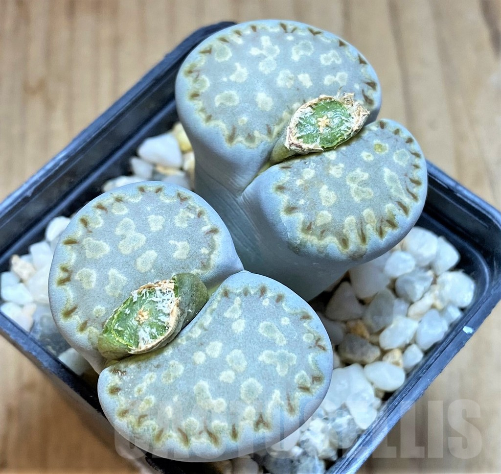 SH1026 Lithops julii ssp. fulleri