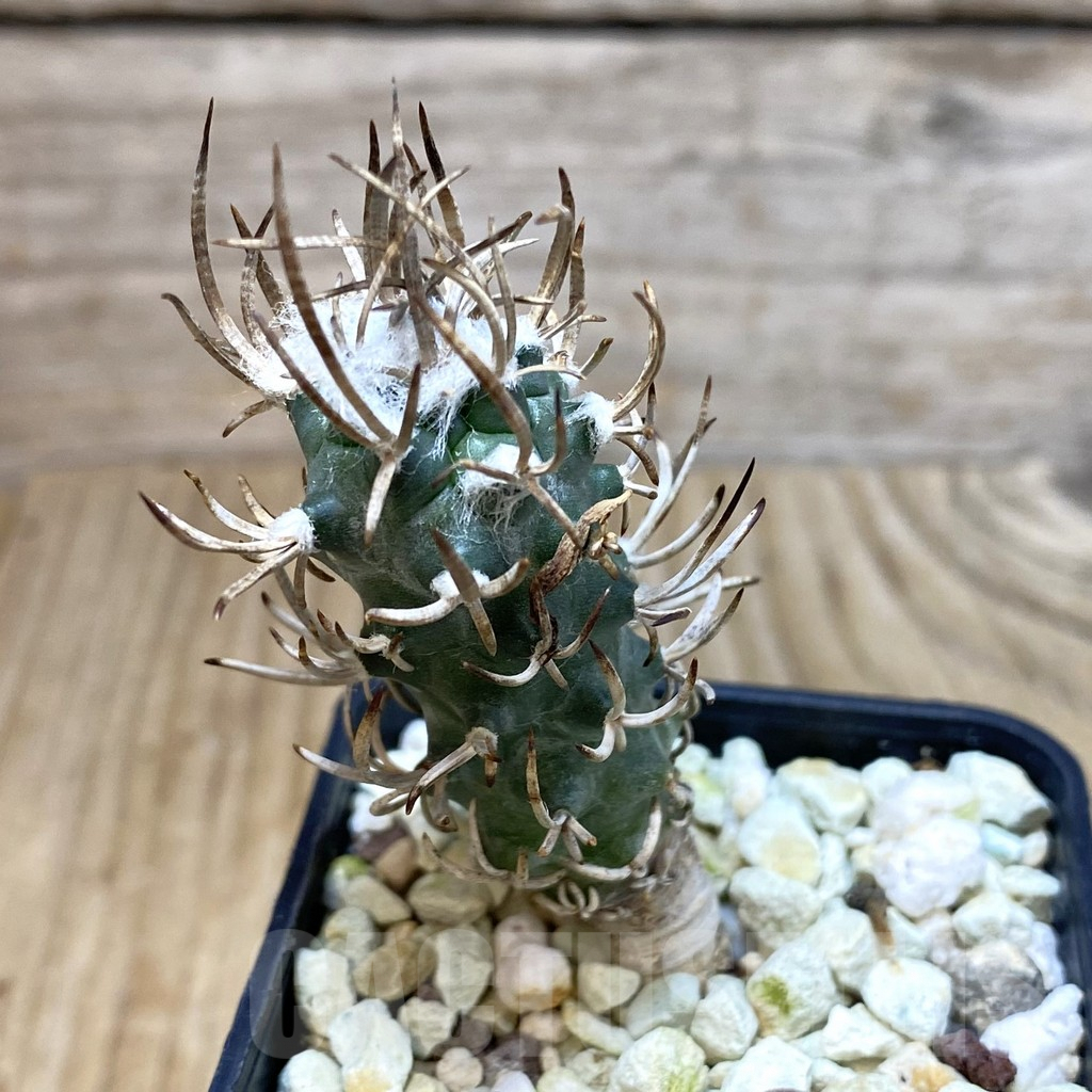 SH093 Turbinicarpus flaviflorus VM 1016 - Image 2