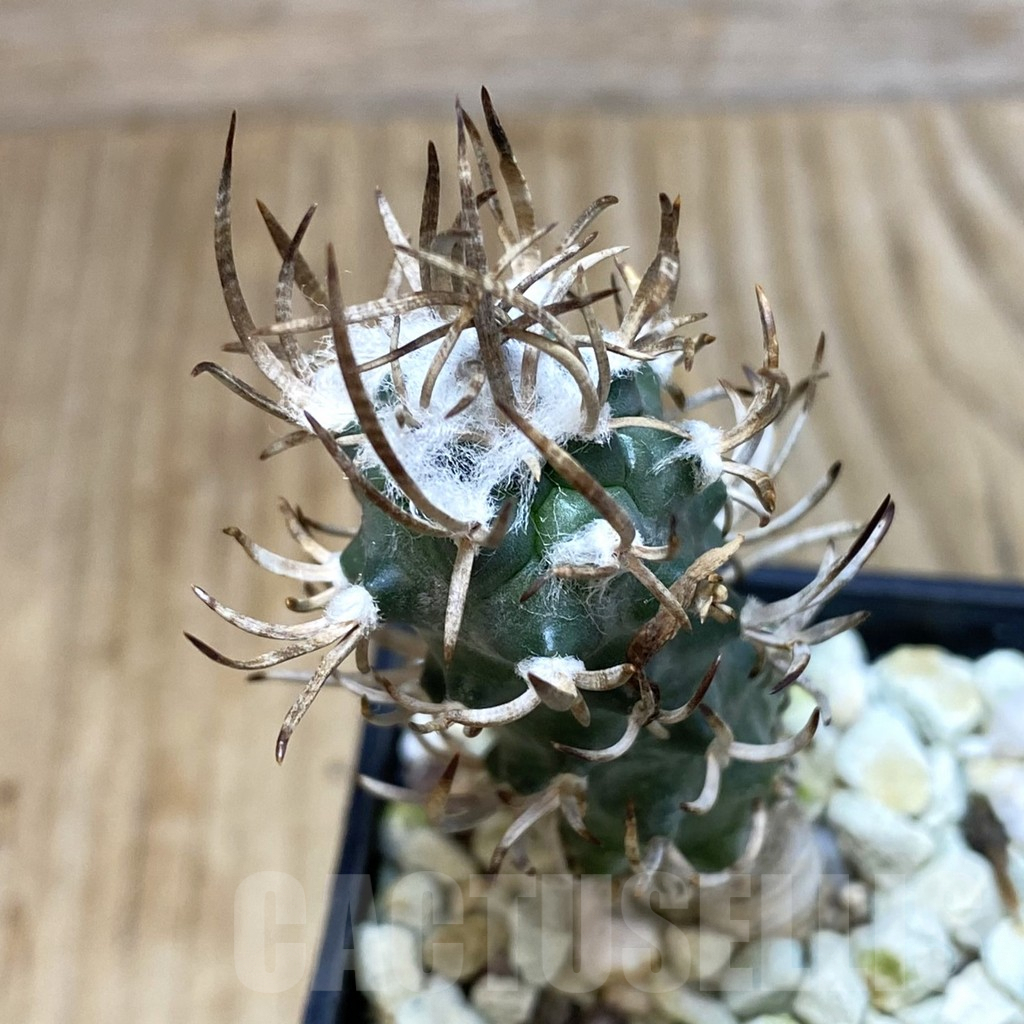 SH093 Turbinicarpus flaviflorus VM 1016