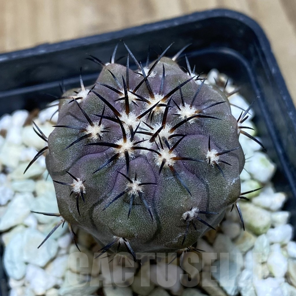 SH208 Copiapoa magnifica KK 1393