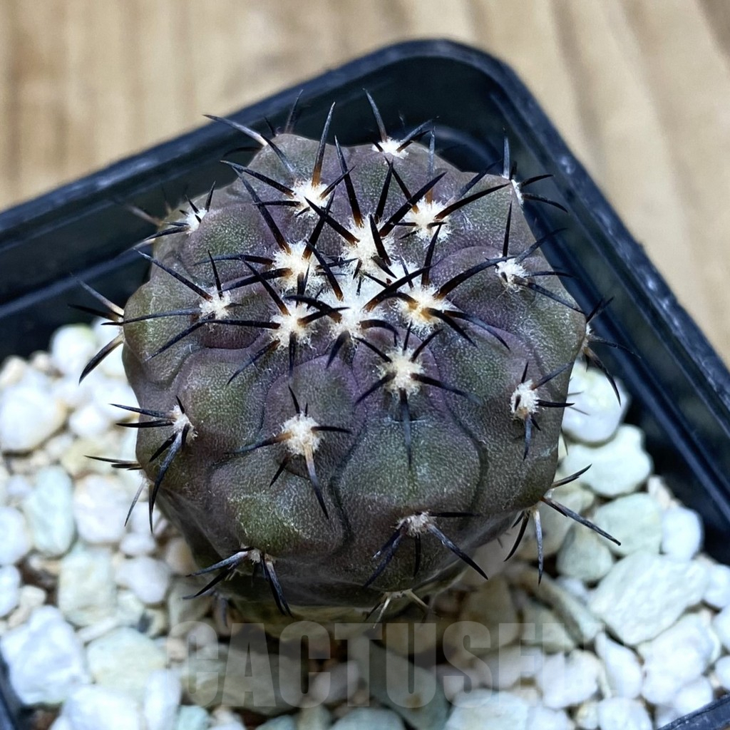SH208 Copiapoa magnifica KK 1393 – Image 2