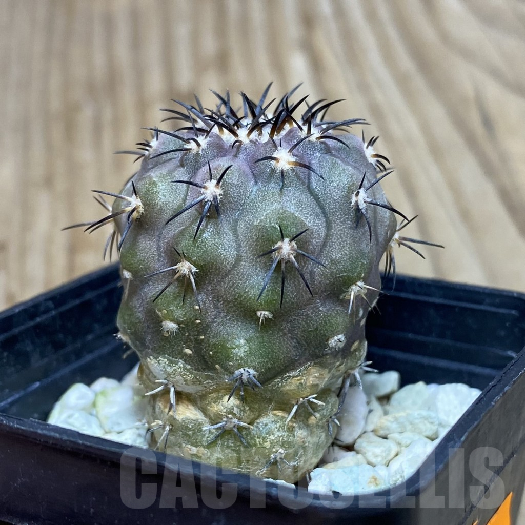 SH208 Copiapoa magnifica KK 1393 – Image 3