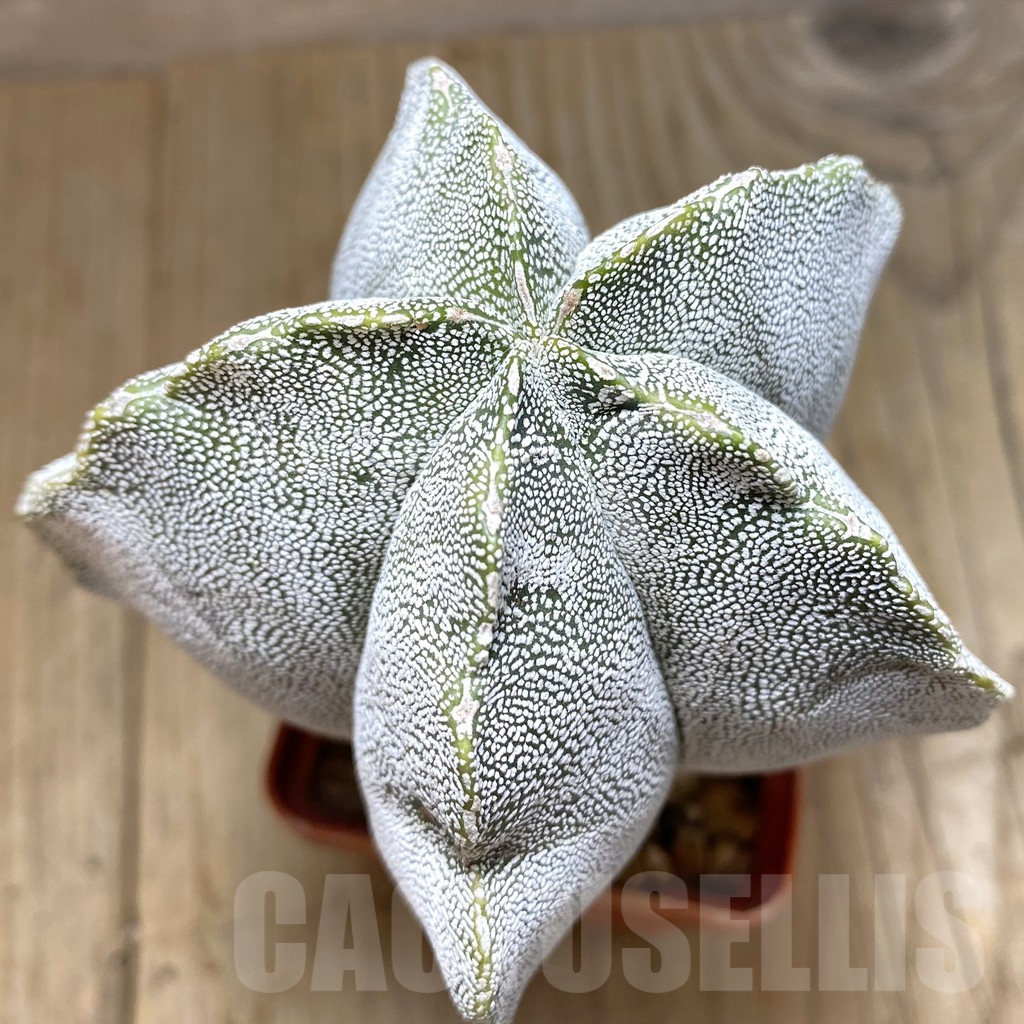 SH210 Astrophytum myriostigma 'Onzuka' old 10 years