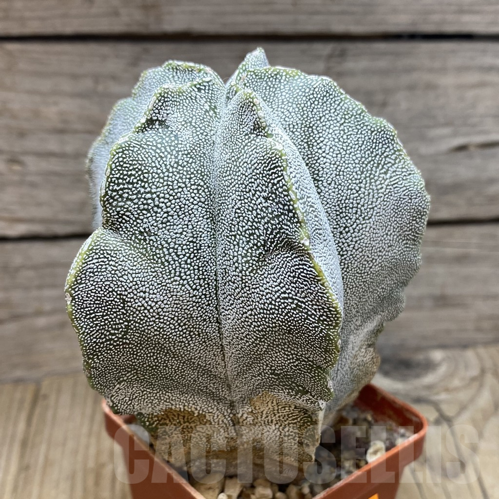 SH210 Astrophytum myriostigma 'Onzuka' old 10 years - Image 2