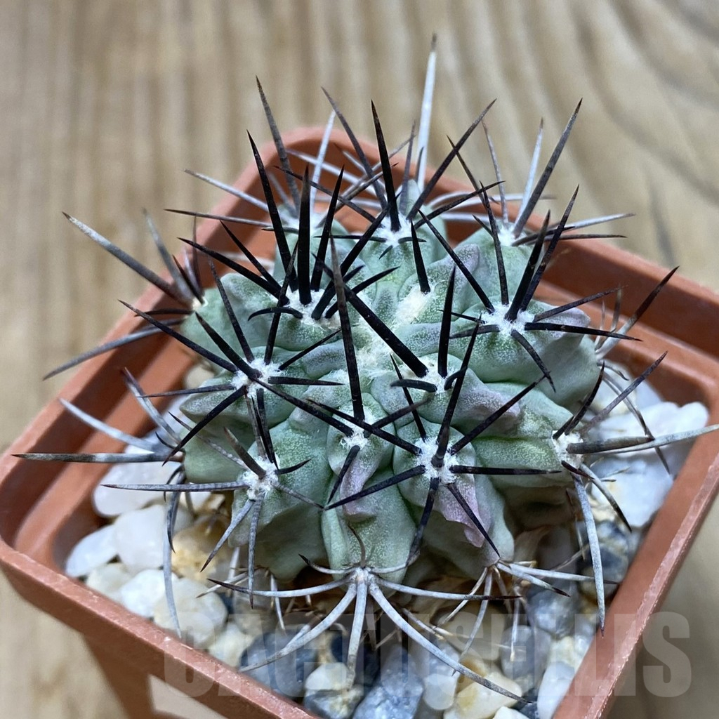 SH212 Neochilenia paucicostata