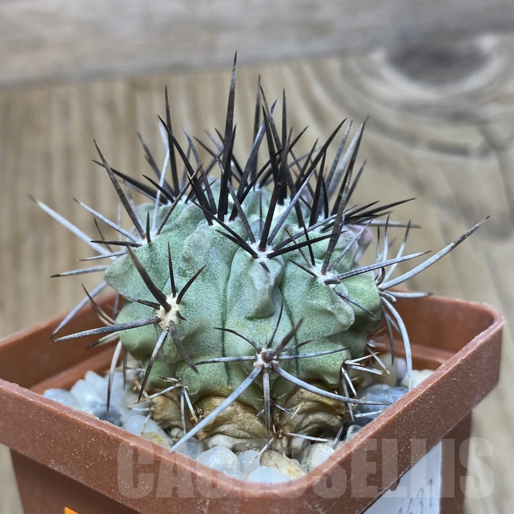 SH212 Neochilenia paucicostata - Image 2