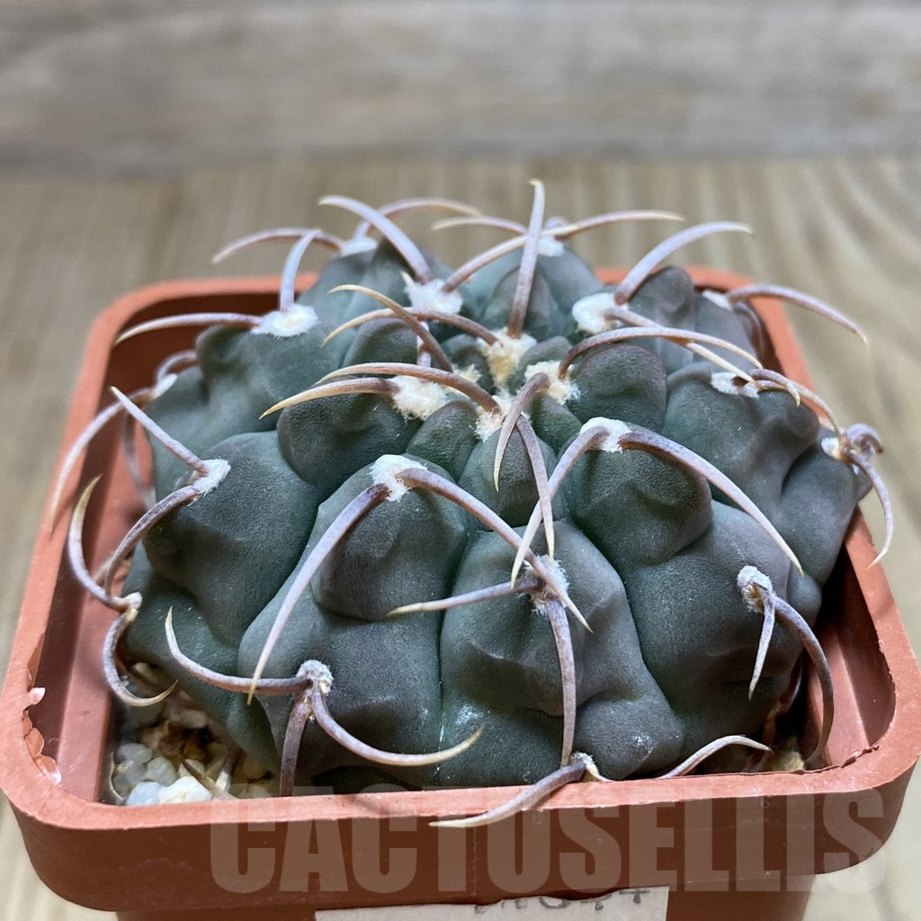 SH213 Gymnocalycium vatteri - Image 2