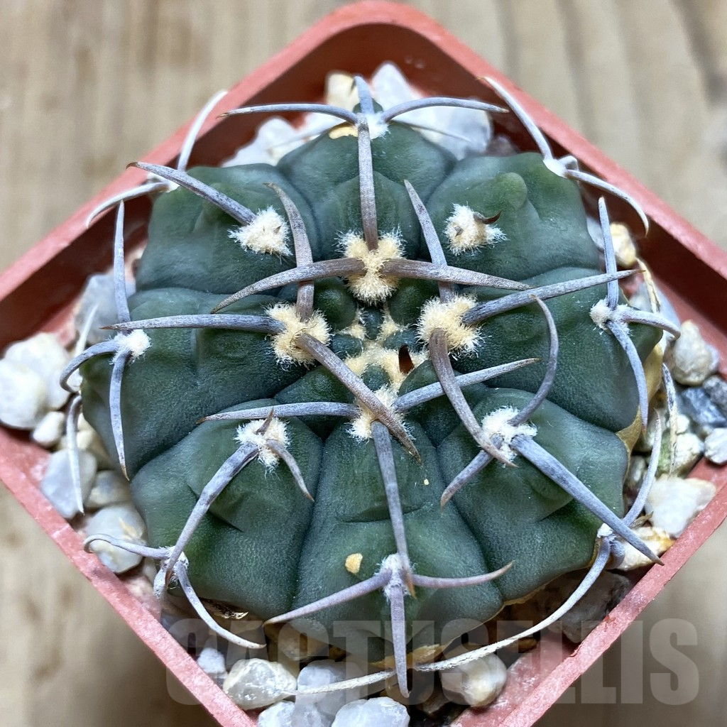 SH215 Gymnocalycium vatteri -Japan-