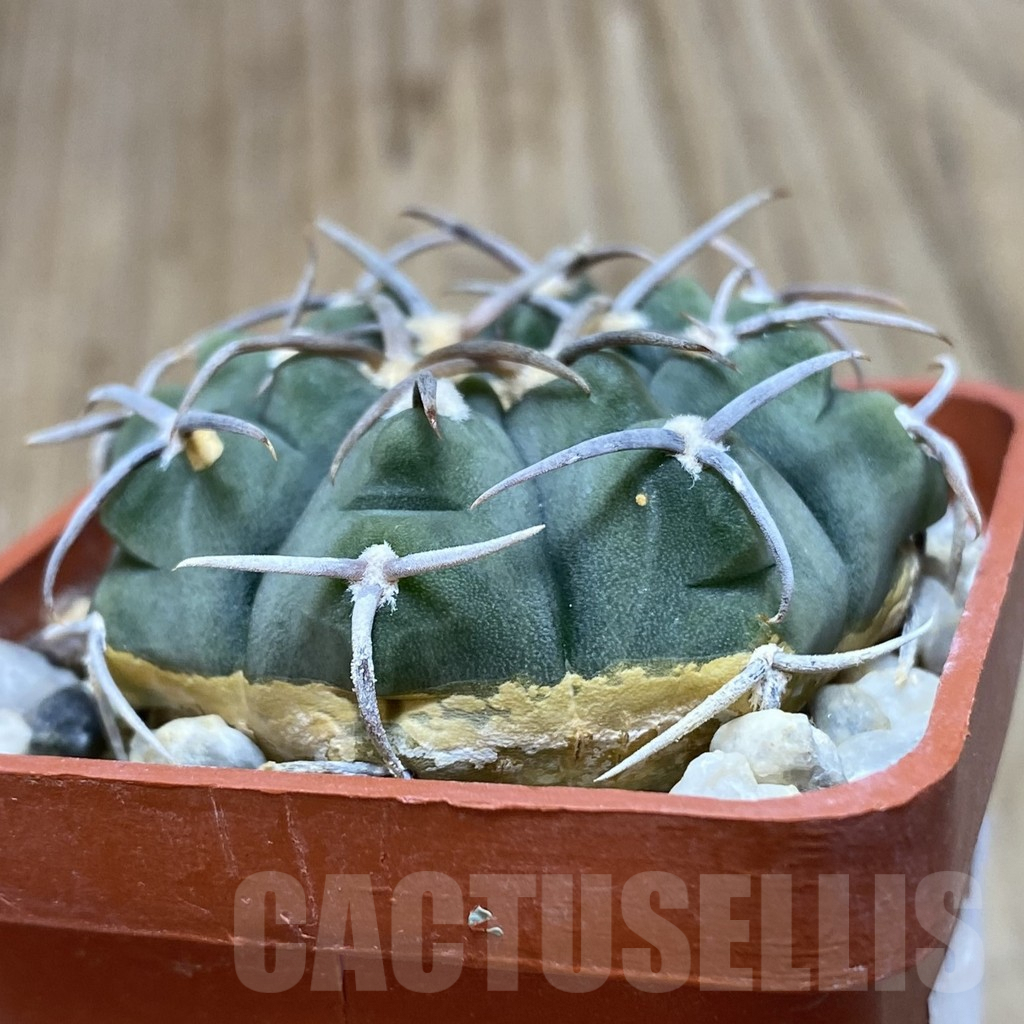 SH215 Gymnocalycium vatteri -Japan- - Image 2