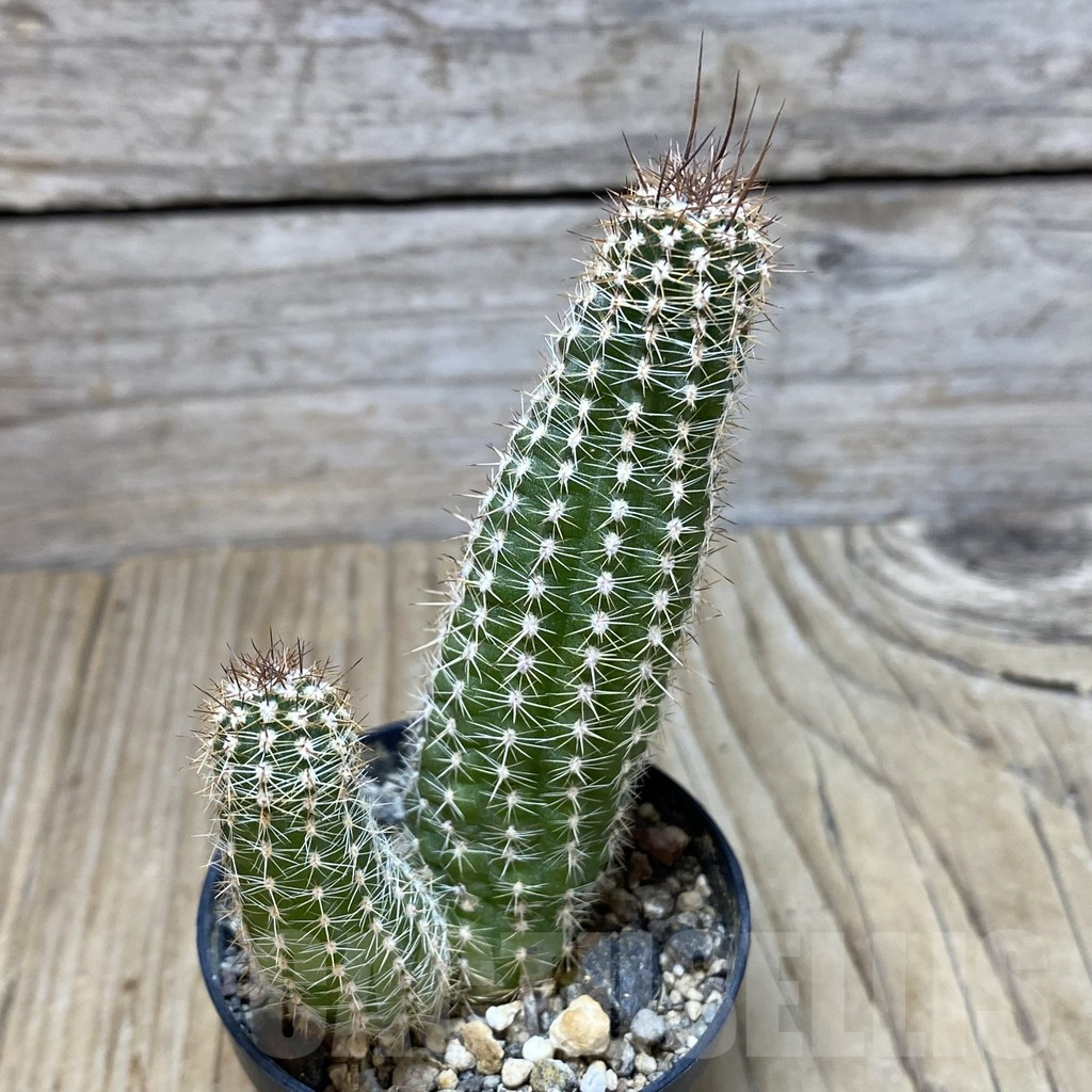 SH219 Chamaecereus 'Gold' - Image 2