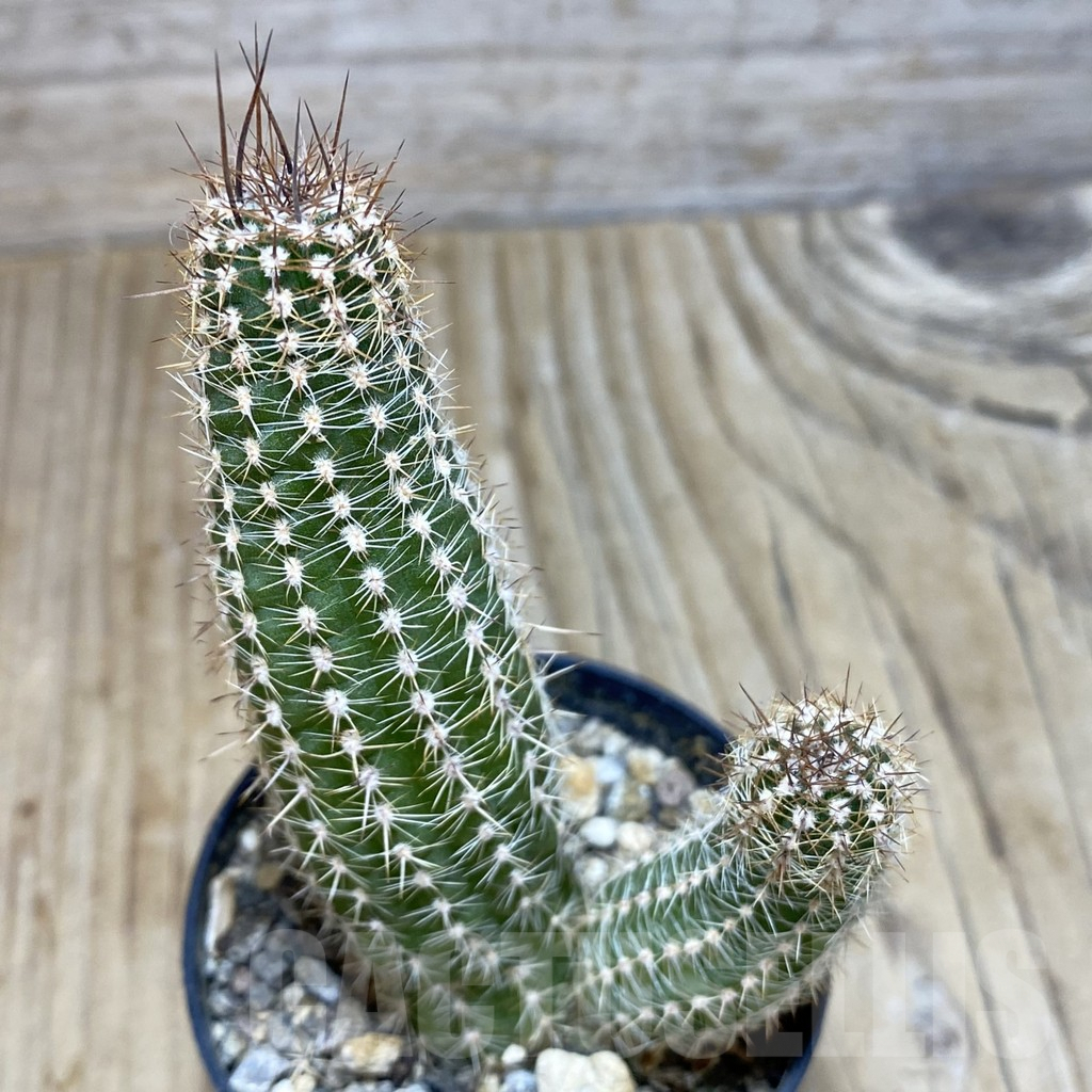SH219 Chamaecereus 'Gold'
