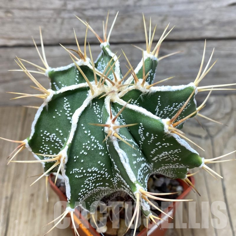 SH220 Astrophytum ornatum hybrid