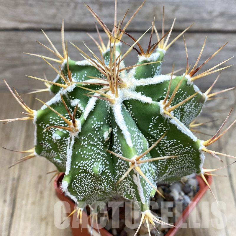 SH221 Astrophytum ornatum 'Fukuryu'