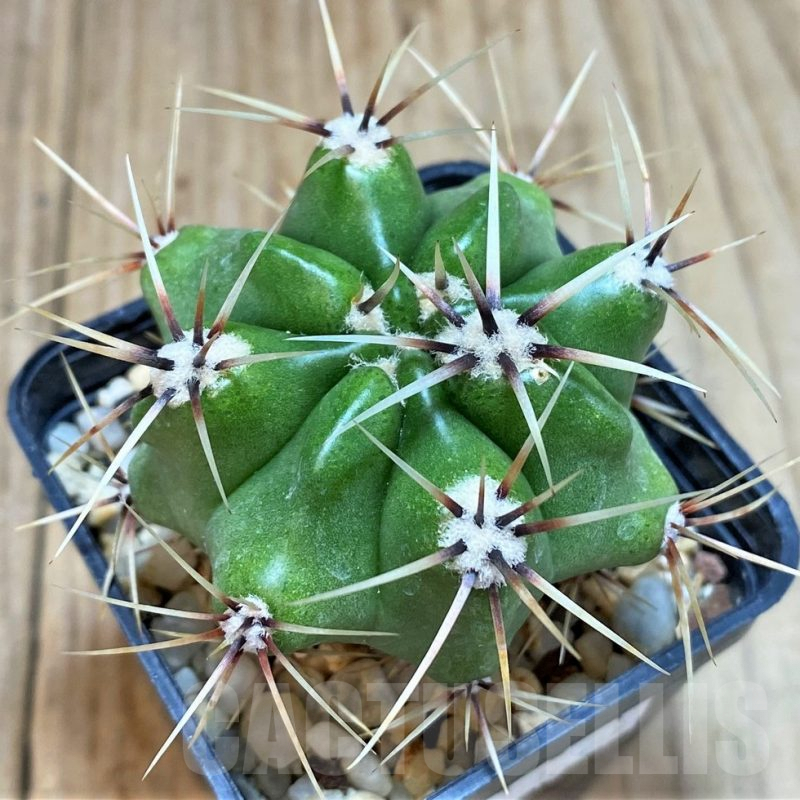 SH123 Gymnocalycium achirasense v. chacrasense LB 365