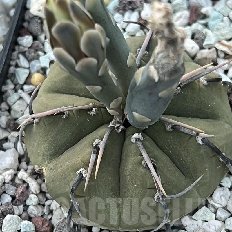 LOT610  50 SEEDS Gymnocalycium vatteri v. altautinenseVG302 2023