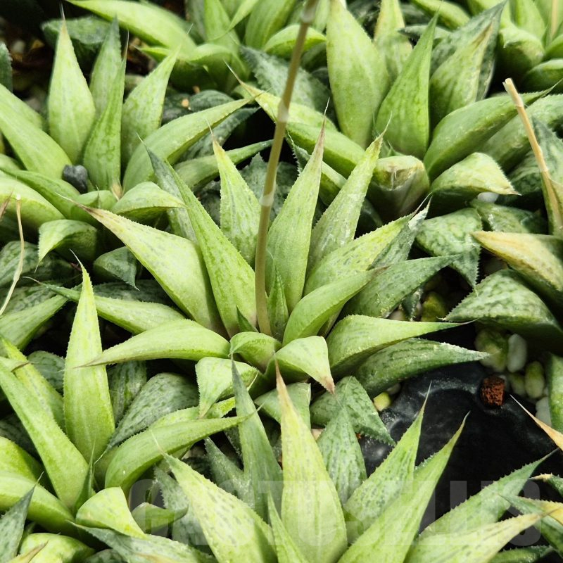 SET257 Haworthia 'Metarica'  10 plants