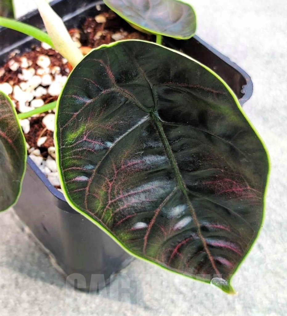 LAB028 Alocasia azlanii TC plant - Imagen 4