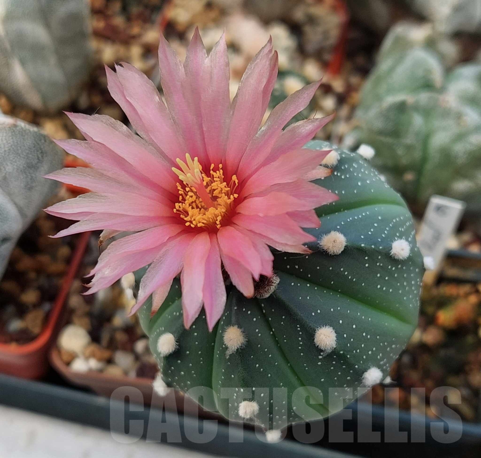 SHPR12407 Astrophytum asterias 'Akabana' , grafted