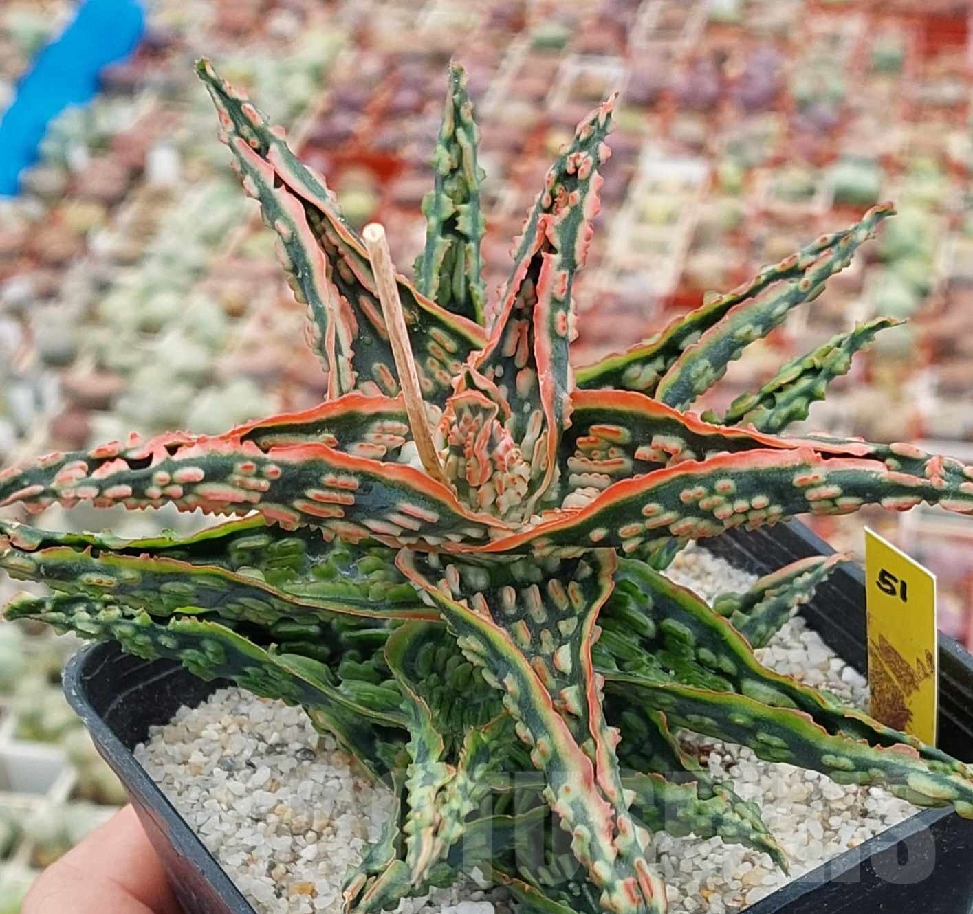 SHPR12480 Aloe TCT hybrid 51