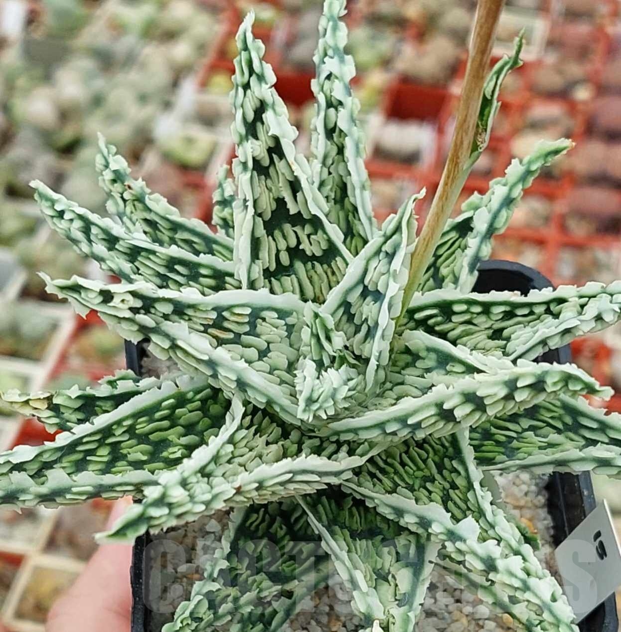 SHPR12488 Aloe TCT hybrid 15