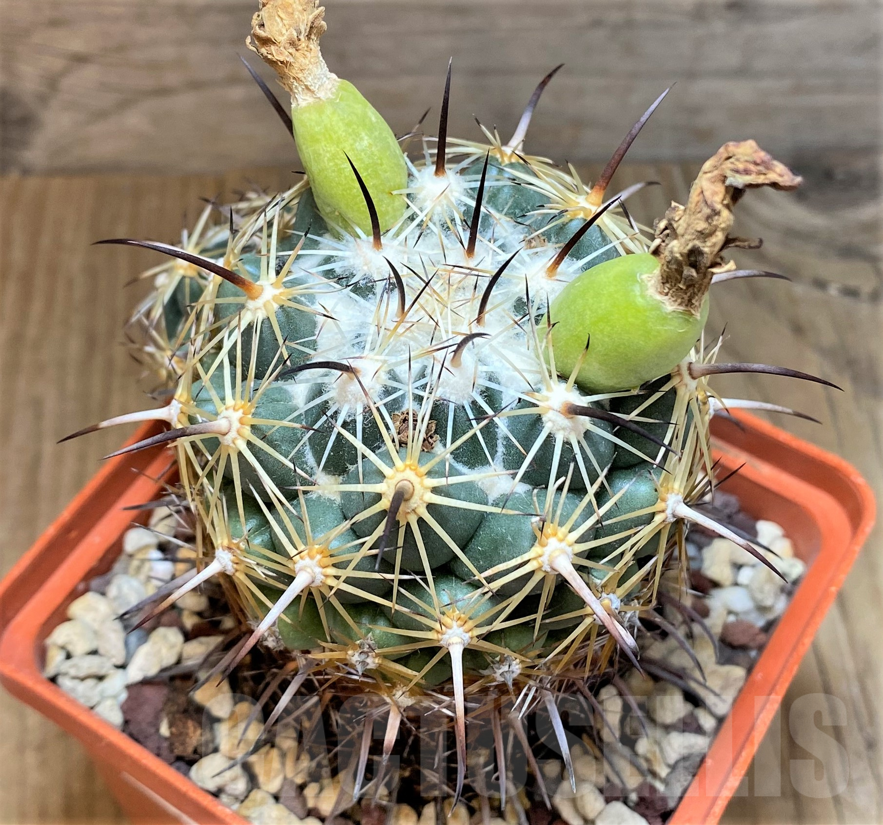 SHPR39642 Coryphantha calipensis