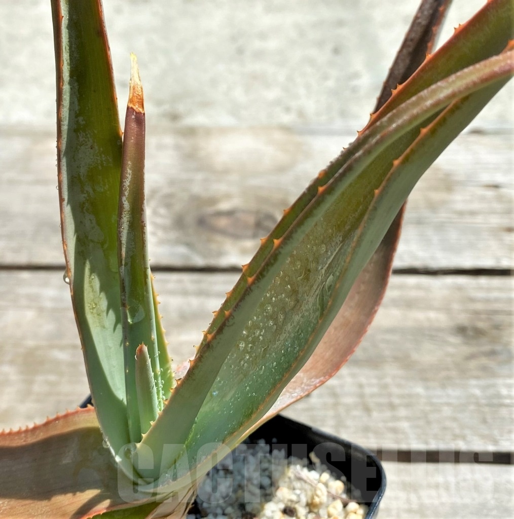 SHPR12206 Aloe teissieri - Image 2