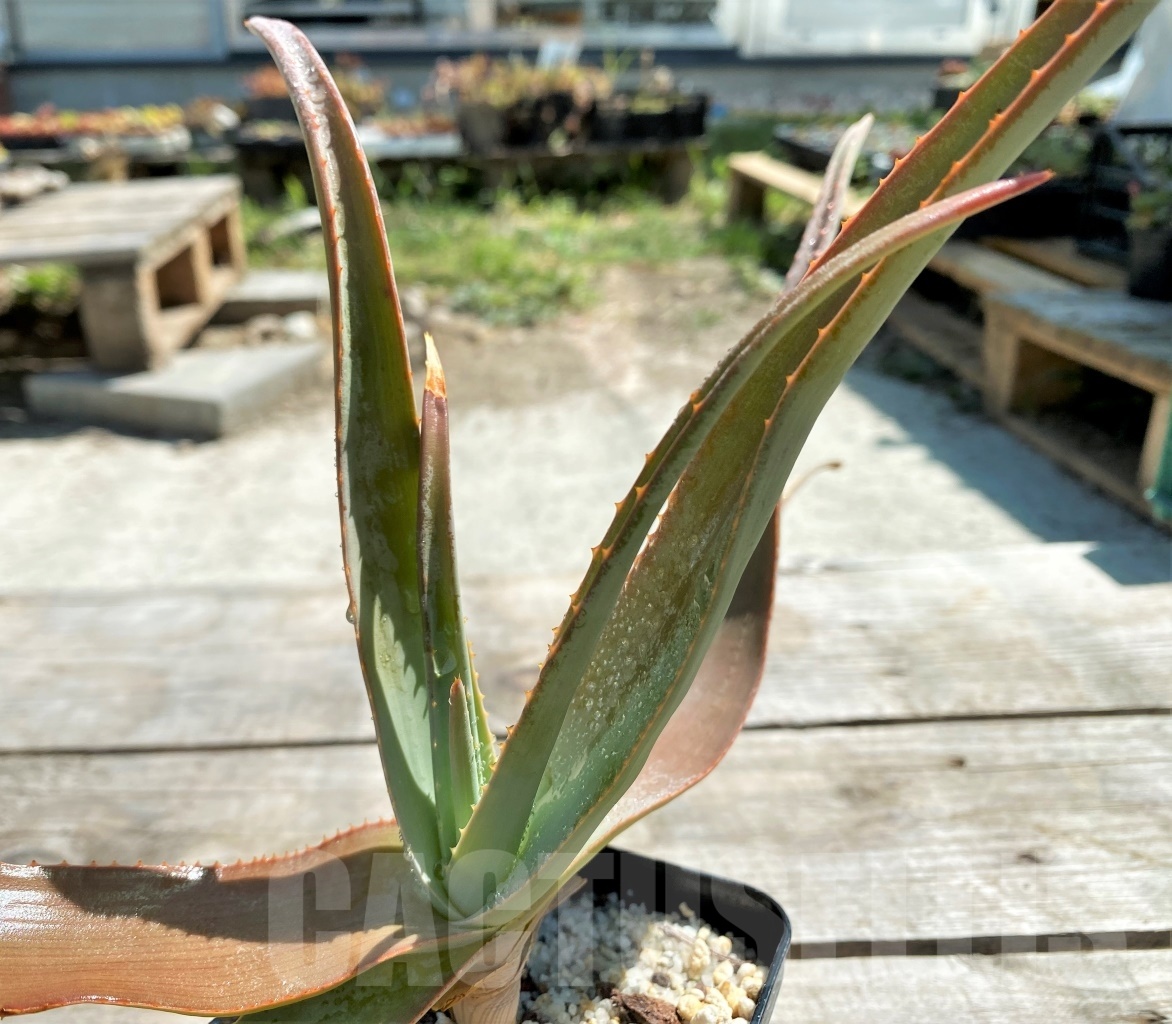 SHPR12206 Aloe teissieri