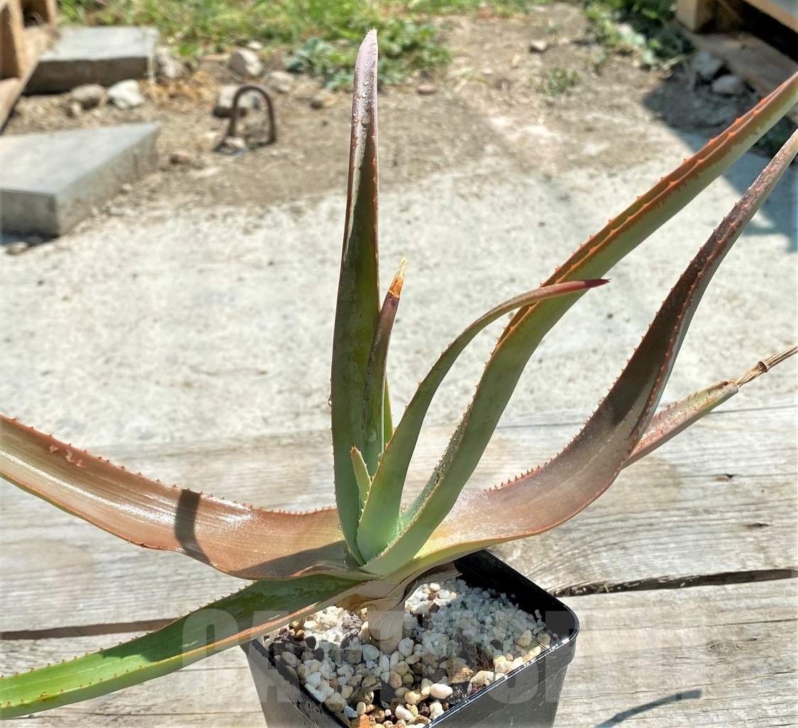 SHPR12206 Aloe teissieri - Image 3