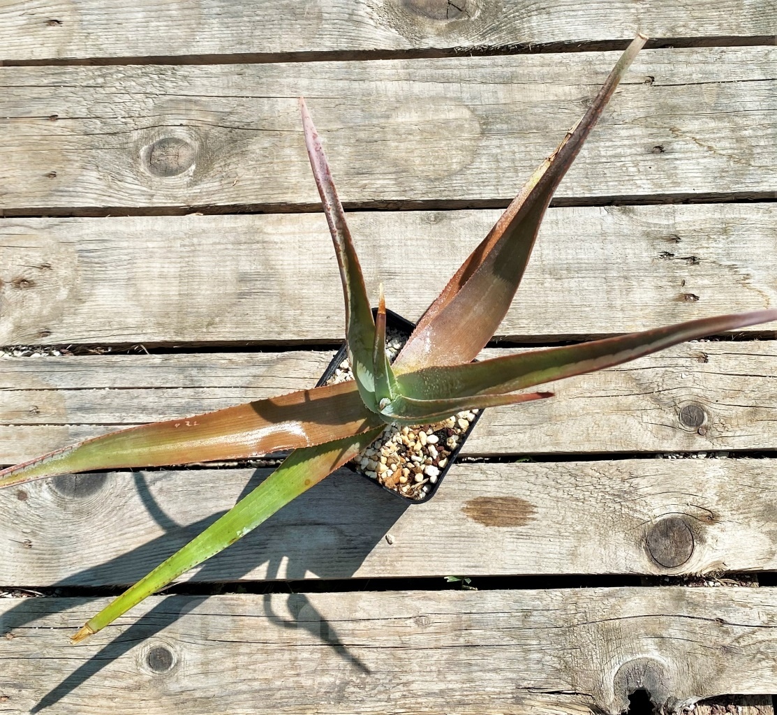 SHPR12206 Aloe teissieri - Image 4