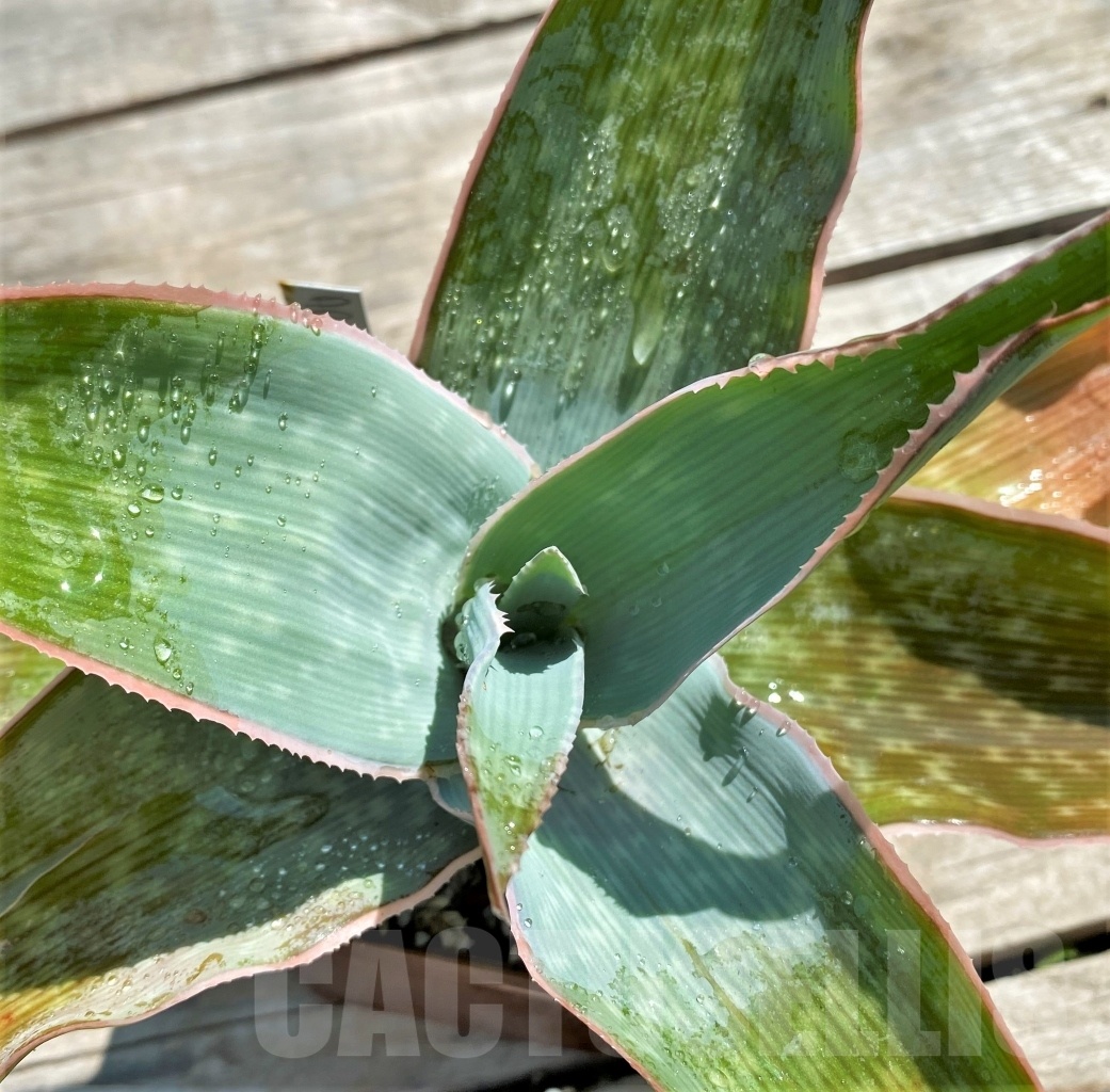 SHPR12207 Aloe reynoldsii - Image 2