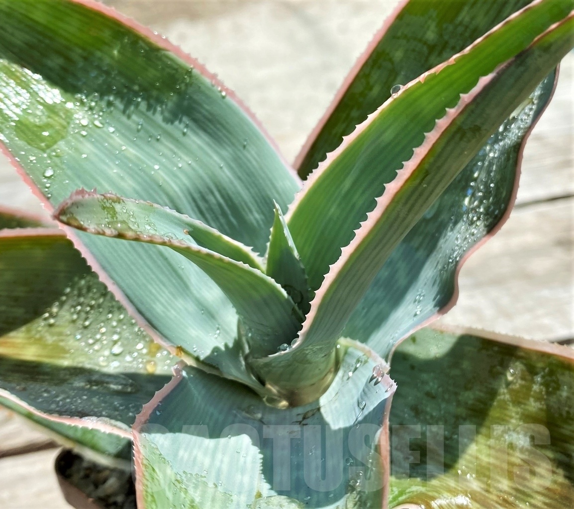 SHPR12207 Aloe reynoldsii