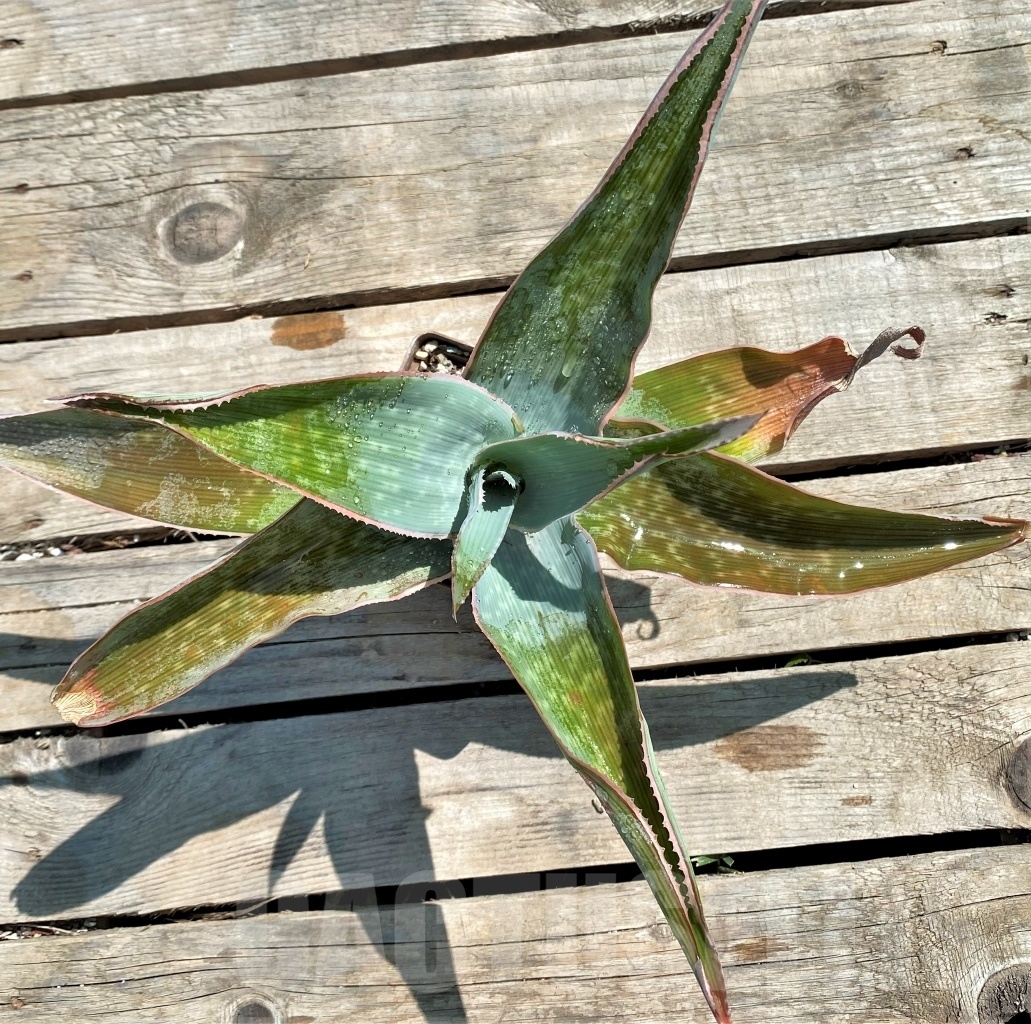 SHPR12207 Aloe reynoldsii - Image 3