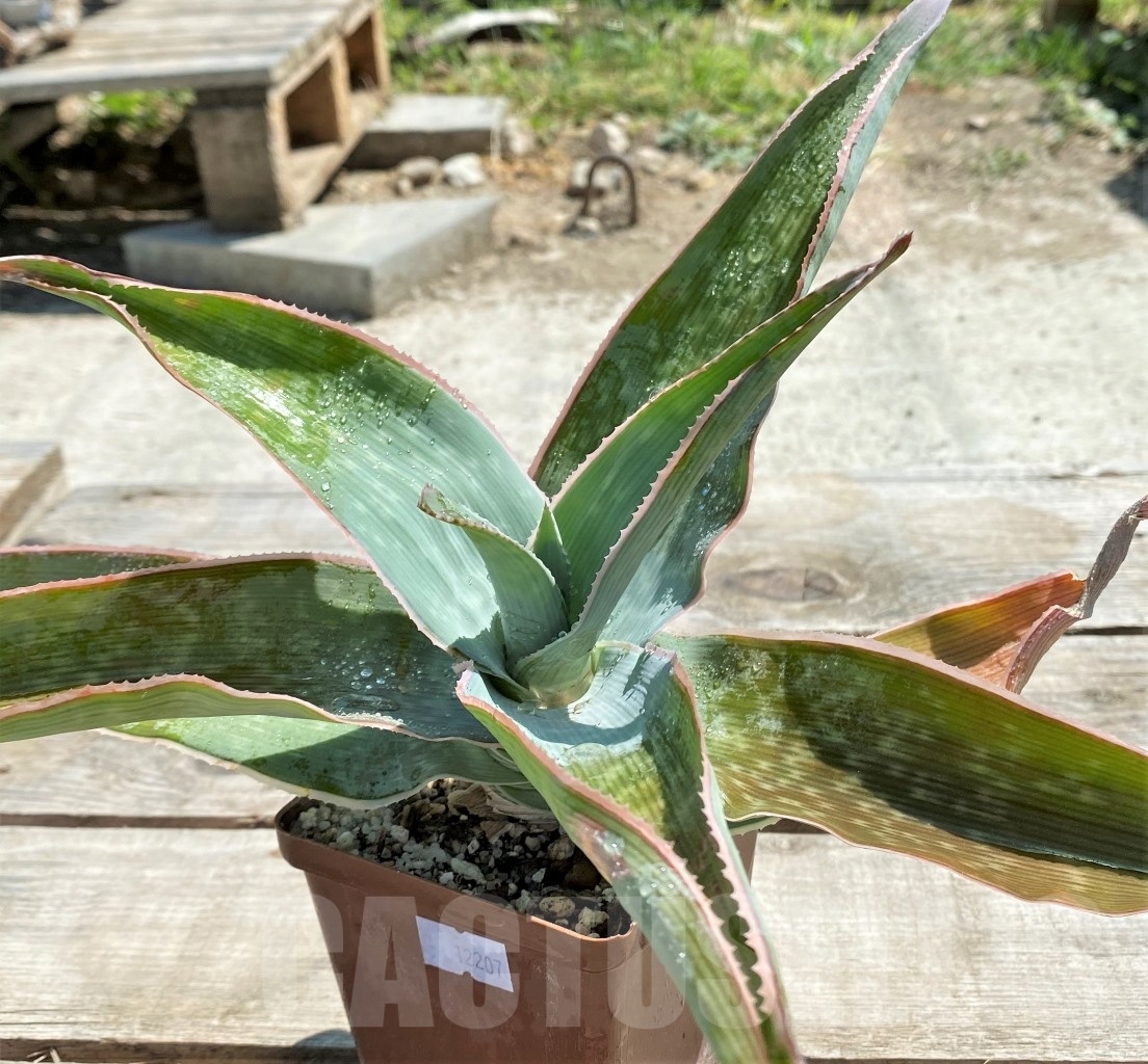 SHPR12207 Aloe reynoldsii - Image 4