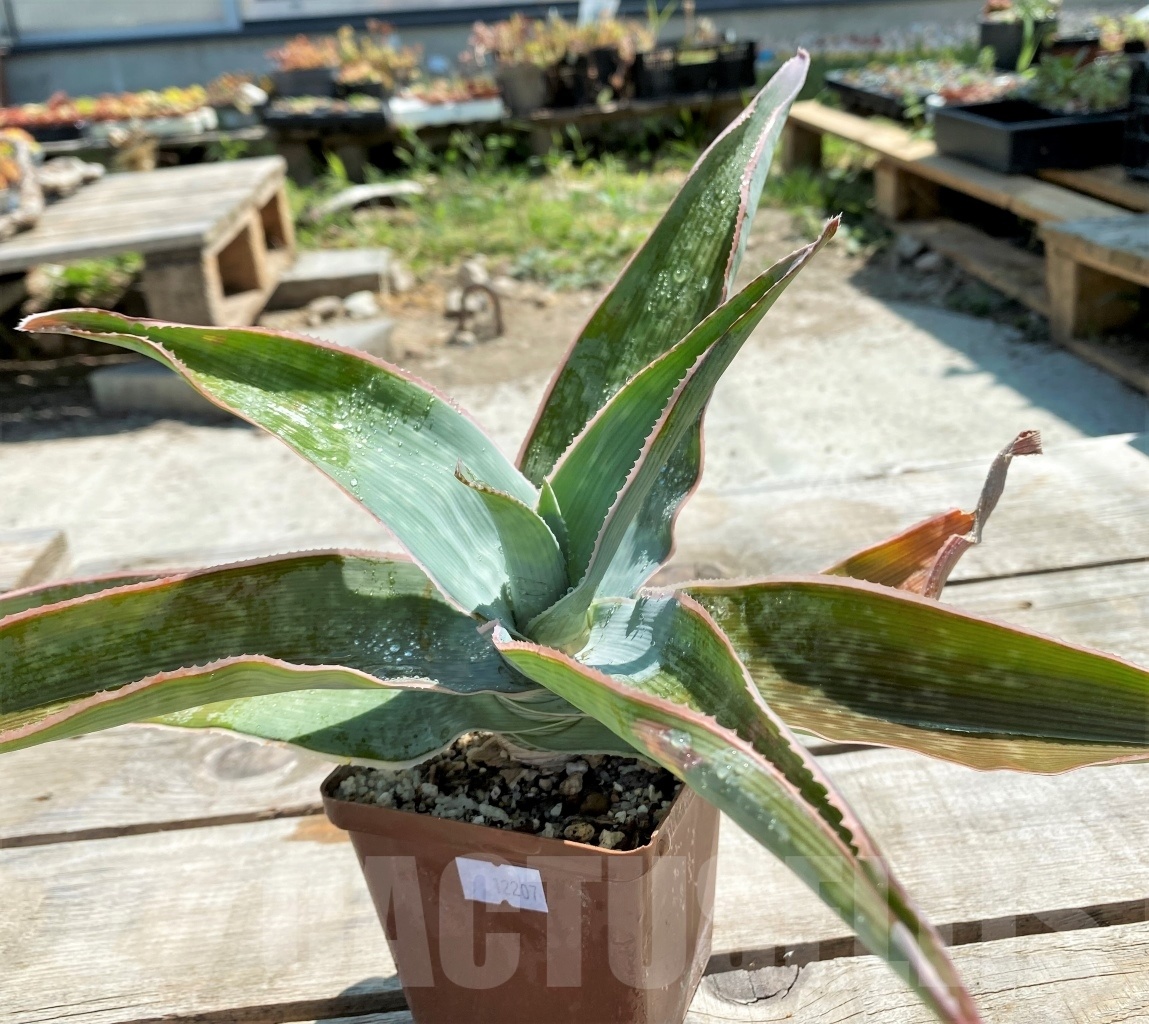 SHPR12207 Aloe reynoldsii - Image 5