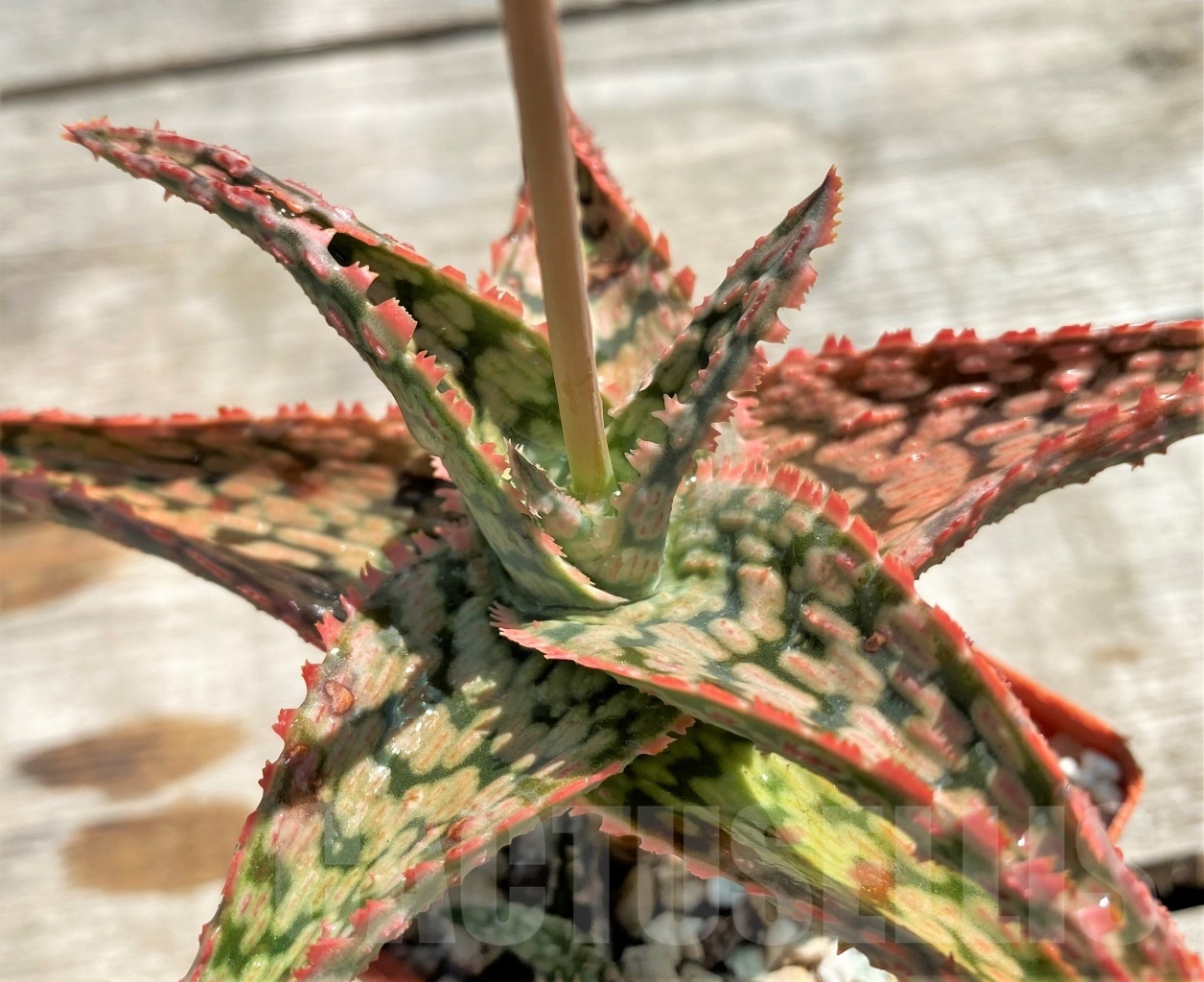 SHPR12208 Aloe franco x vito x ?