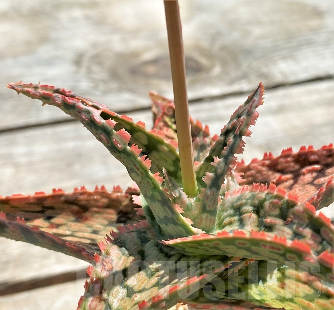 SHPR12208 Aloe franco x vito x ? - Obrázek 2