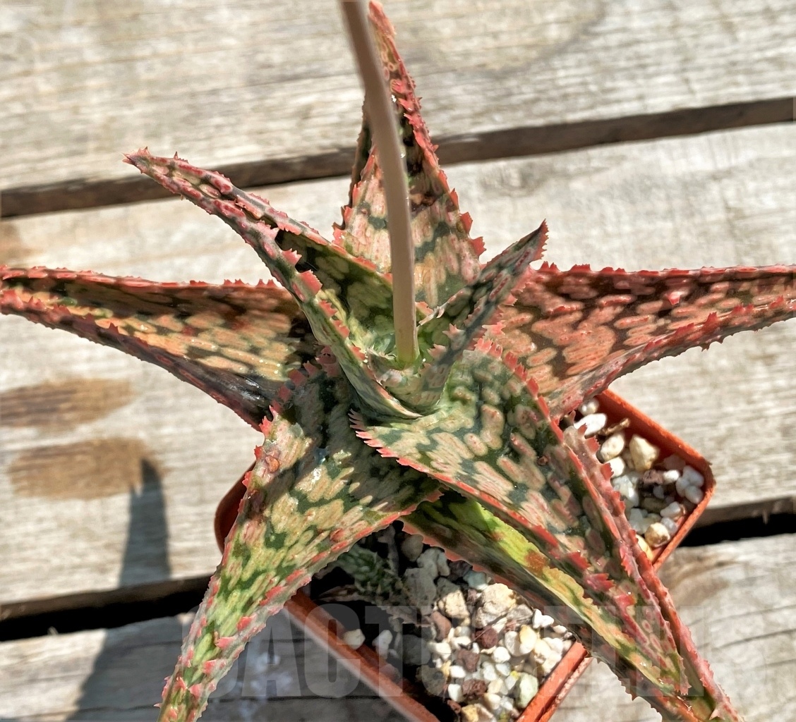 SHPR12208 Aloe franco x vito x ? - Obrázek 3