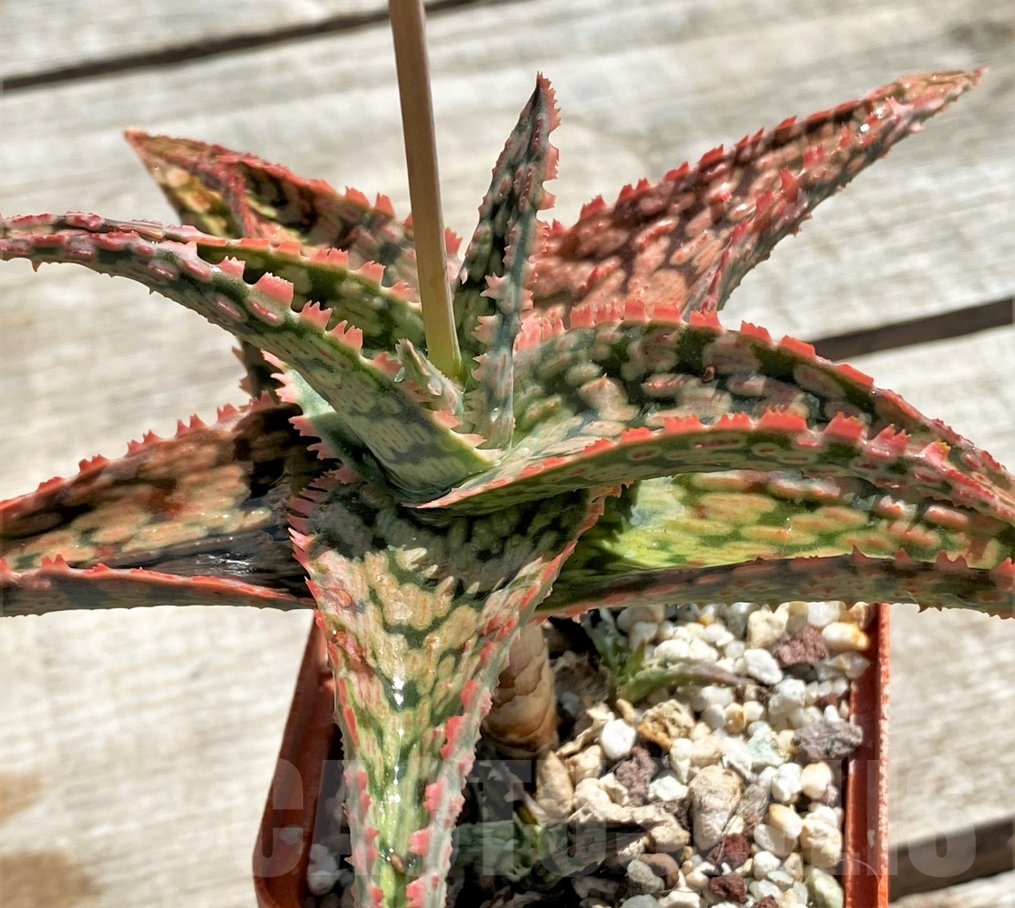 SHPR12208 Aloe franco x vito x ? - Obrázek 4