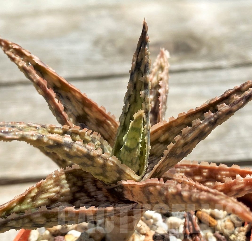 SHPR12210 Aloe hybrid