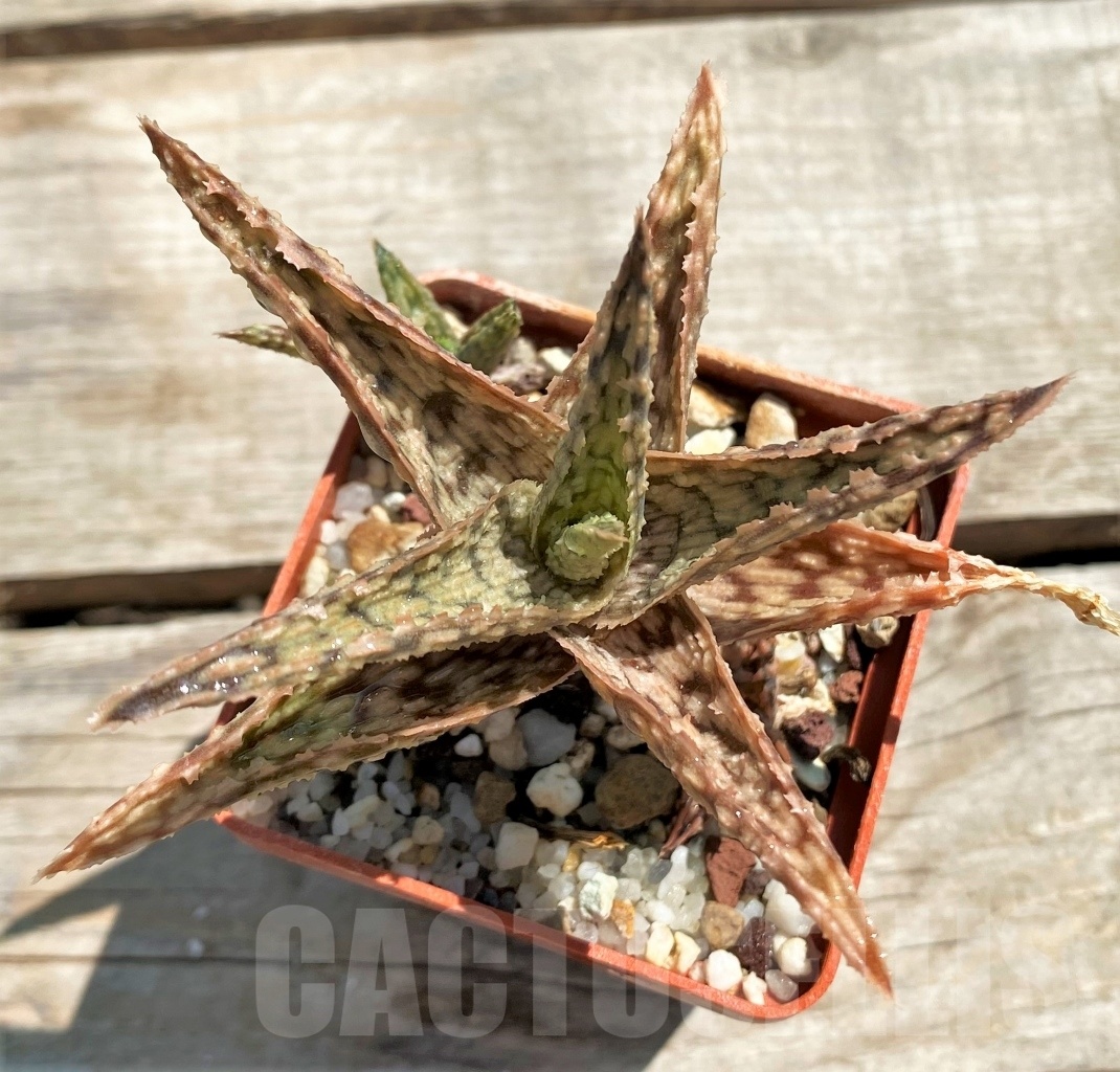 SHPR12210 Aloe hybrid - Obrázek 2